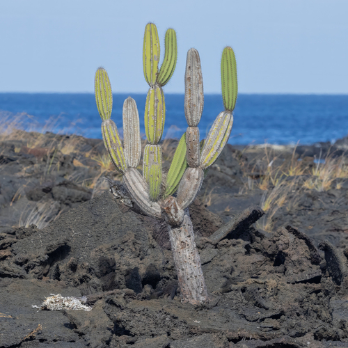 Jasminocereus thouarsii observed 2026-10-19