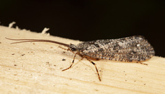 Agrypnia