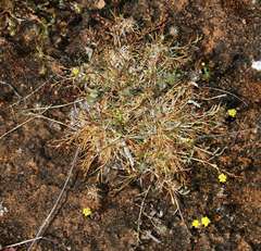 Eragrostis dielsii