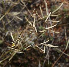 Eragrostis setifolia