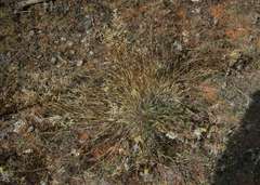 Eragrostis setifolia