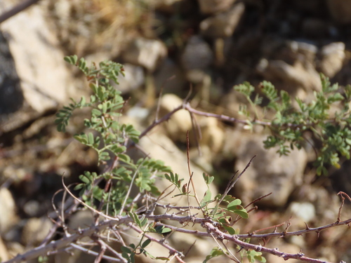 Acacia observed 2026-10-27