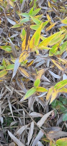 Panicum observed 2026-10-27