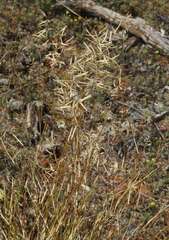 Eragrostis setifolia