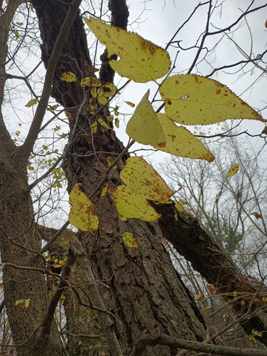 Celtis observed 2026-10-27