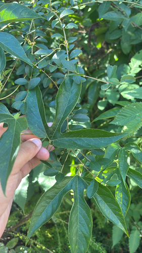 Passiflora observed 2026-10-27