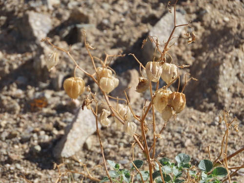 Physalis observed 2026-10-27