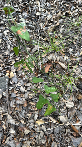 Smilax observed 2026-10-27