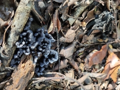 Phellodon sinclairii