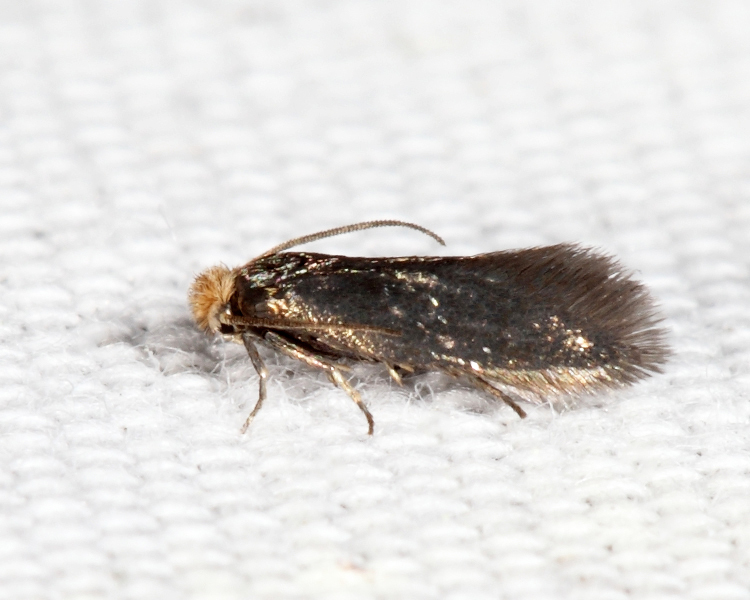 Cauchas dietziella