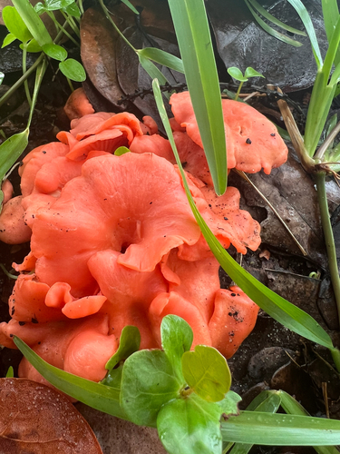 Cantharellus observed 2026-10-27