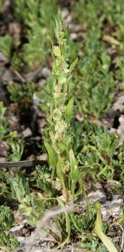 Blitum atriplicinum (Blitum atriplicinum)