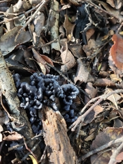 Phellodon sinclairii