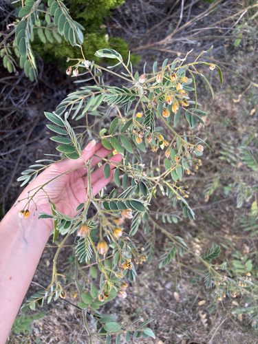 Cassia observed 2026-10-27