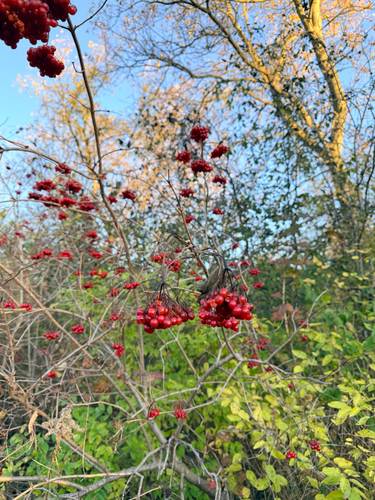 Viburnum observed 2026-10-27