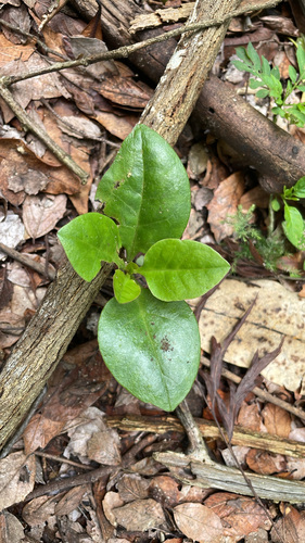 Anredera cordifolia observed 2026-10-26
