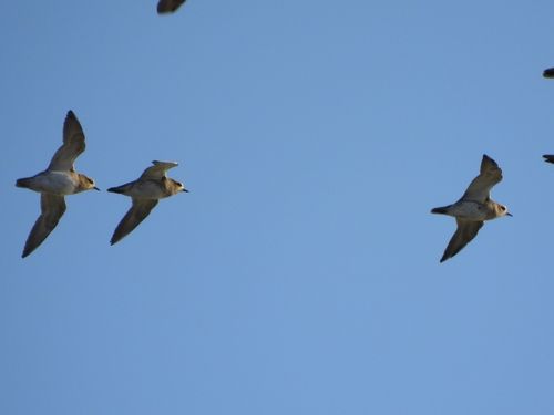 Pluvialis, 2026-10-27