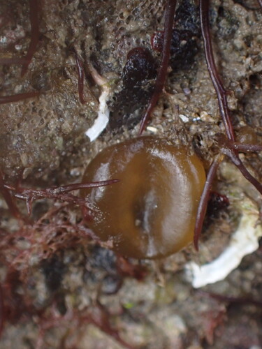 Colpomenia observed 2026-10-27