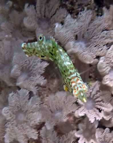 Macropharyngodon meleagris observed 2026-10-27