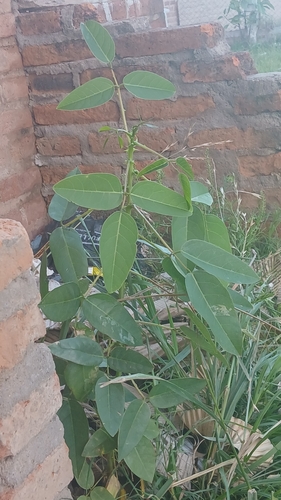 Erythrina observed 2026-10-27