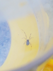 Latrodectus geometricus