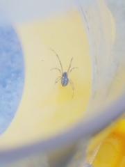 Latrodectus geometricus