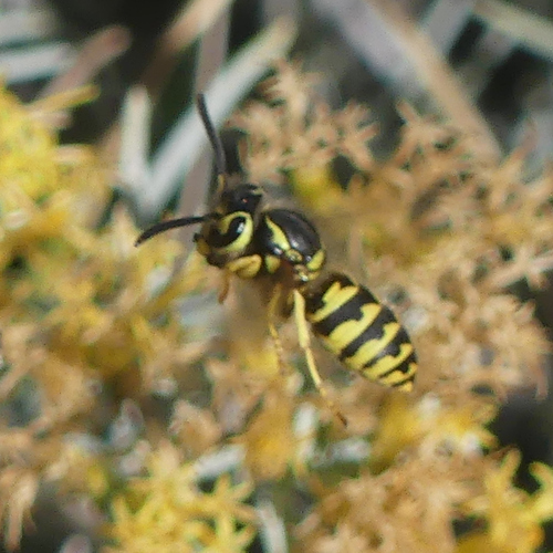 Vespula pensylvanica observed 2026-10-27