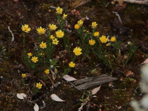 Image of Hyalosperma semisterile by (c) Russell Best, some rights reserved (CC BY)