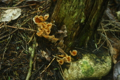 Podoscypha petalodes floriformis