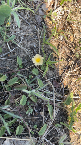 Sida abutilifolia observed 2026-10-24
