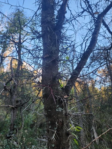 Acacia observed 2026-10-27