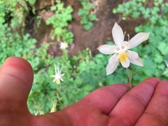 Aquilegia micrantha