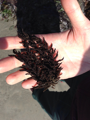 Callithamnion pikeanum