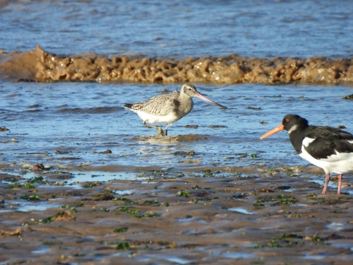 Limosa lapponica observed 2026-10-27