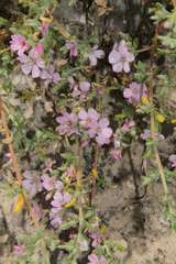 Frankenia serpyllifolia