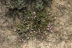 Frankenia serpyllifolia