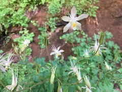 Aquilegia micrantha