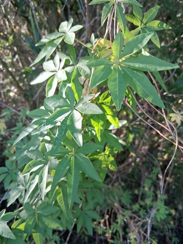 Ipomoea observed 2026-10-27
