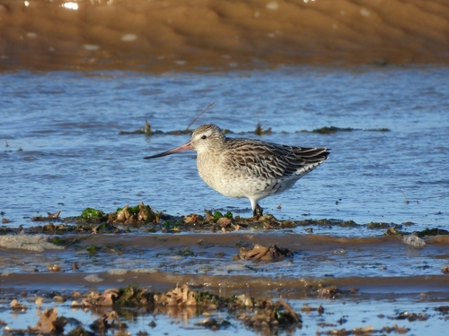 Limosa lapponica observed 2026-10-27
