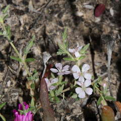 Frankenia serpyllifolia