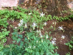 Aquilegia micrantha