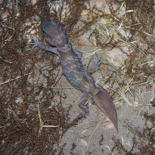 Gymnodactylus, 2026-10-27