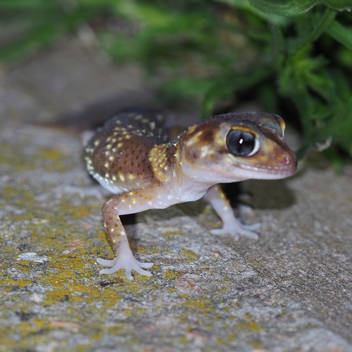 Gymnodactylus, 2026-10-27