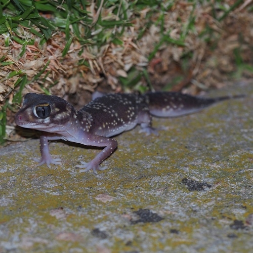 Gymnodactylus, 2026-10-27