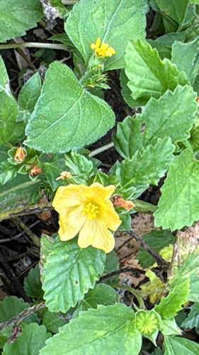 Malvastrum coromandelianum observed 2026-10-27