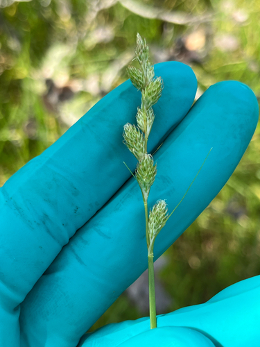 Carex longii observed 2026-10-27