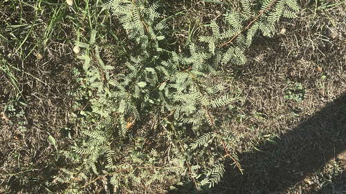 Prosopis observed 2026-10-27