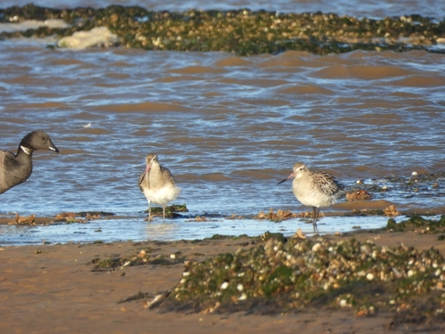 Limosa lapponica observed 2026-10-27