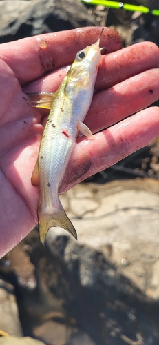 Ictalurus punctatus observed 2026-10-27