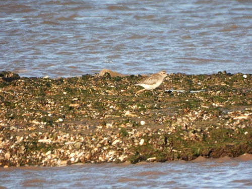Pluvialis, 2026-10-27